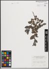 Foto von Salix aurita L.